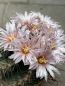 Preview: Thelocactus lausseri